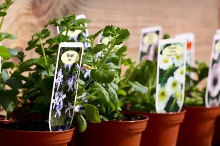 3 tips on selling plants online in 2022