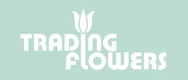 Trading Flowers  (Fiori-Export)